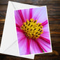 Pink Lilac Cosmos Flower A6 Greeting Card – Nature Photography Floral Blank Card (Summer Collection)