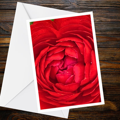 Deep Red Rose Greeting Card, Macro Spiral Petals, A6 Floral Photo — Summer Flower Collection