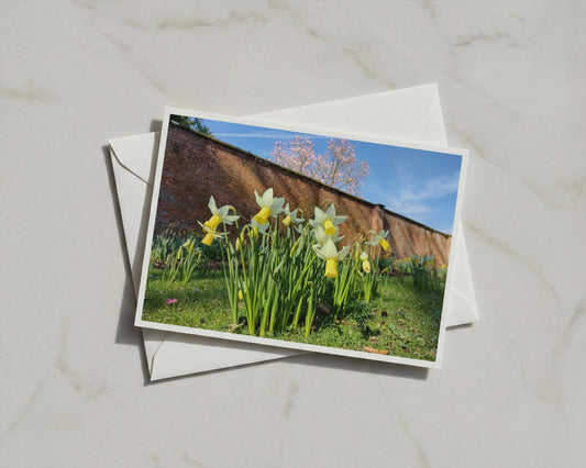 Daffodil Walled Garden Card, Spring Flower Greeting Card, Yellow Narcissus Floral