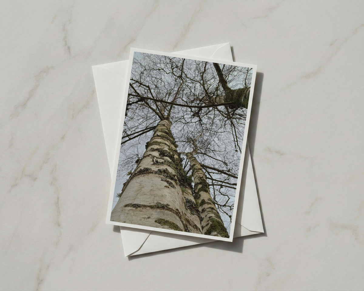 Silver Birch Tree Card, Looking Up Woodland Photography, Nature Greeting Card