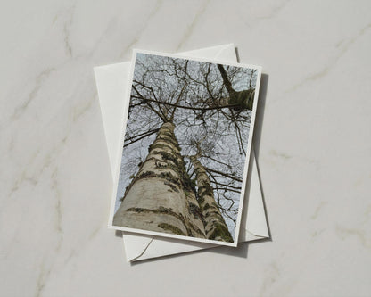 Silver Birch Tree Card, Looking Up Woodland Photography, Nature Greeting Card