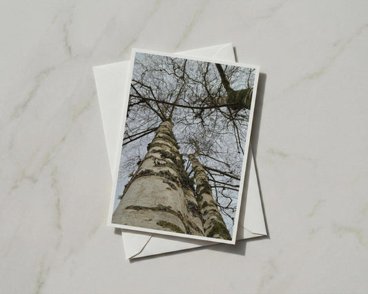 Silver Birch Tree Card, Looking Up Woodland Photography, Nature Greeting Card