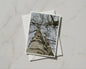 Silver Birch Tree Card, Looking Up Woodland Photography, Nature Greeting Card