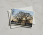 Winter Sunrise Park Card, Bare Tree Silhouette, Dawn Landscape A6 Greeting Card