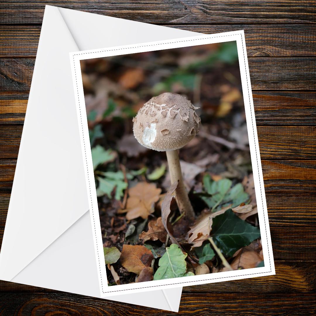 Shaggy Parasol Fungi Greeting Card | Woodland Nature Card | Botanical Mushroom Illustration | Unique All Occasion Card