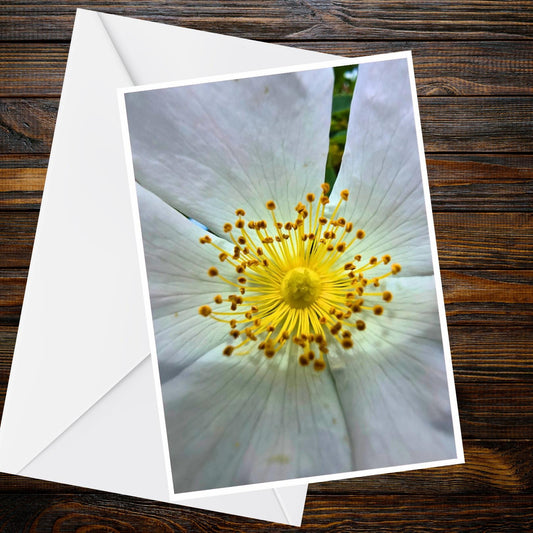White Dog Rose A6 Card – Macro Flower Photography, Blank Greeting, Summer Collection