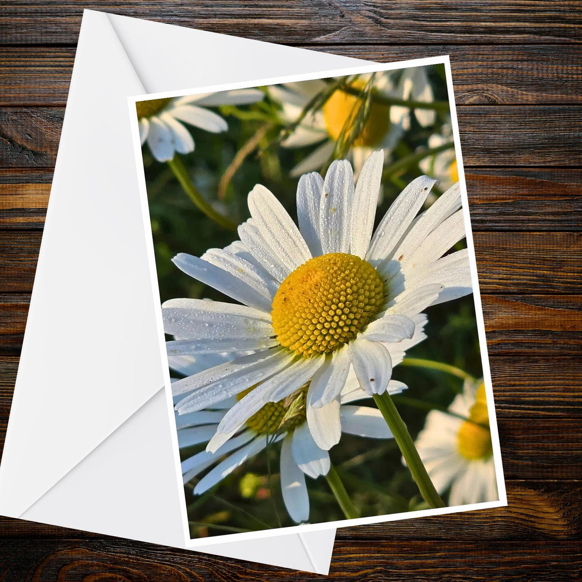 Oxeye Daisy A6 Card – Dewdrops Sunlight Nature Photography Greeting Card