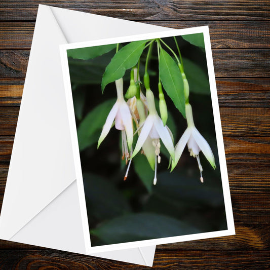 White Fuchsia Greeting Card – delicate hanging blush blooms, A6 floral card, Summer Flower Collection