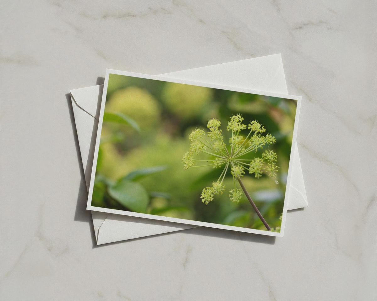Angelica Umbel Card, Green Botanical Greeting Card, Nature Garden Photography, Blank Inside
