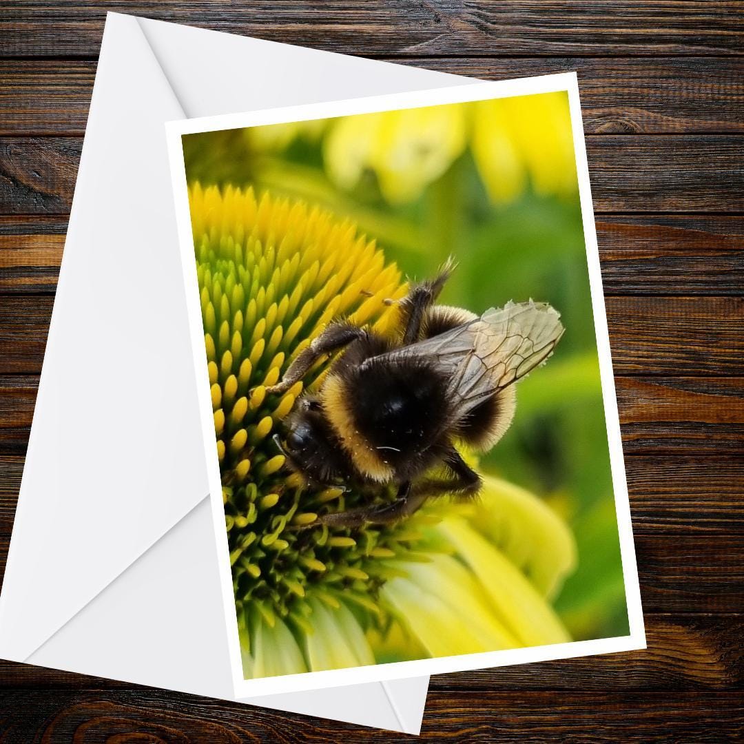 Bumblebee Yellow Coneflower A6 Greeting Card, Nature Photography Blank Card