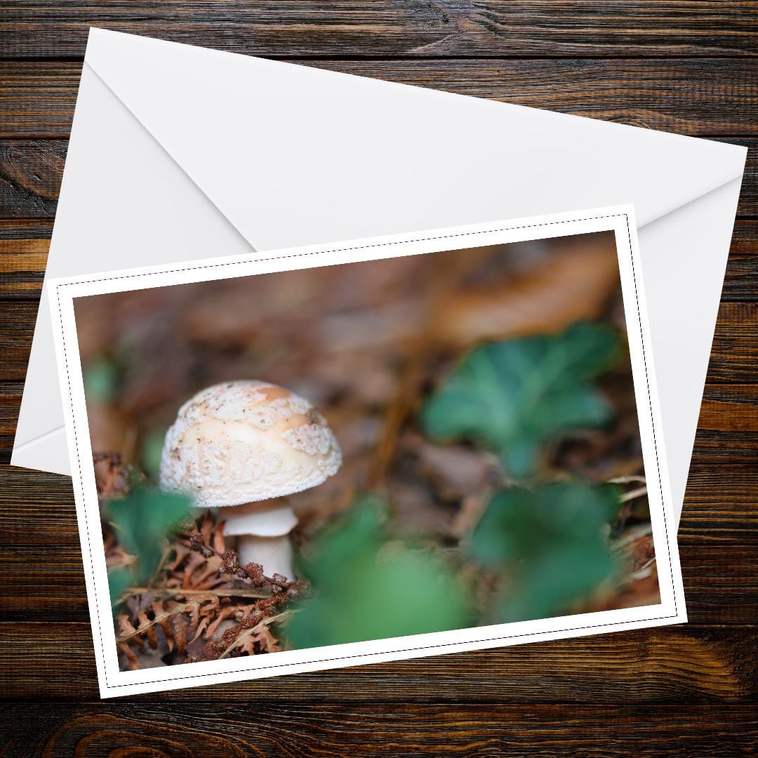 Fly agaric Fungi Greeting Card | Botanical Mushroom Art, Woodland Wildlife, Nature Lover Gift, Eco Friendly Card, Fairy Tale Inspired