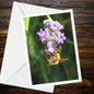 Honeybee Clinging to Lavender Flower Greeting Card | Nature Pollinator Art, Handmade UK, Resilience & Encouragement Card, FSC Certified
