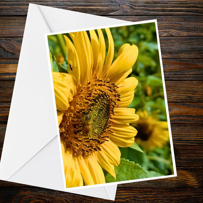 Sunflower Bee Photo Greeting Card – A6 Blank Summer Flower Card (UK Handmade)
