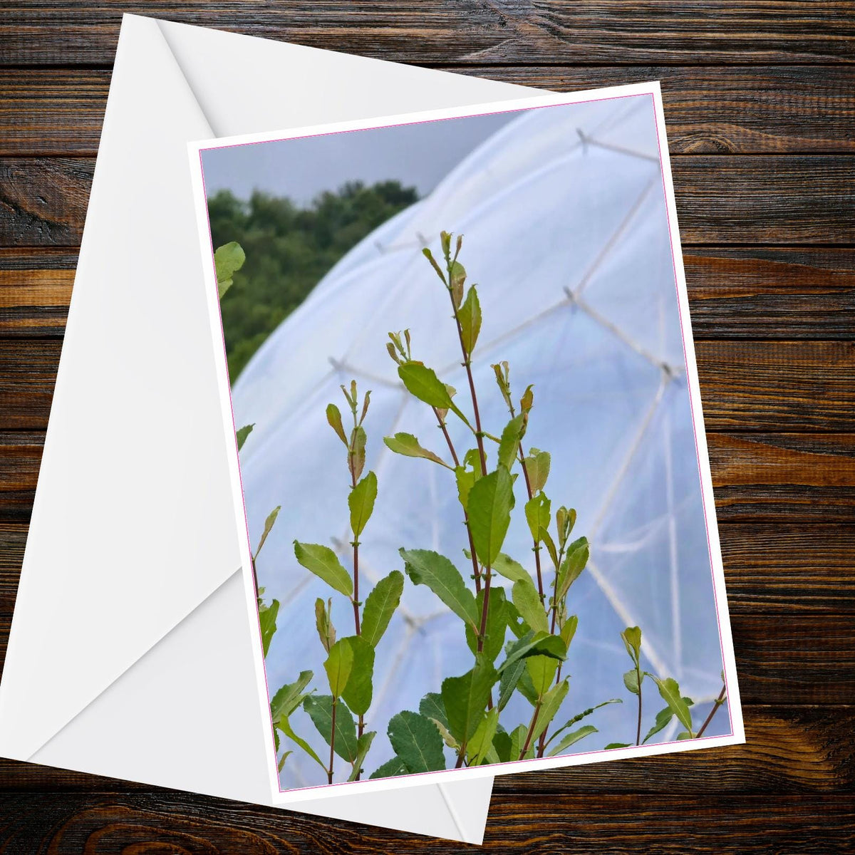 Eden Project A6 Greetings Card – Fresh Green Stems Photo | Inspired by Eden Collection