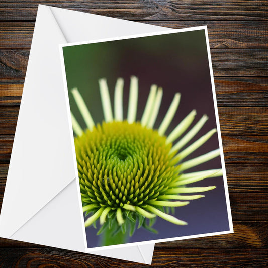 Green Coneflower Bud A6 Card – Botanical Nature Photography (Blank Inside)