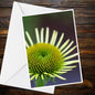 Green Coneflower Bud A6 Card – Botanical Nature Photography (Blank Inside)