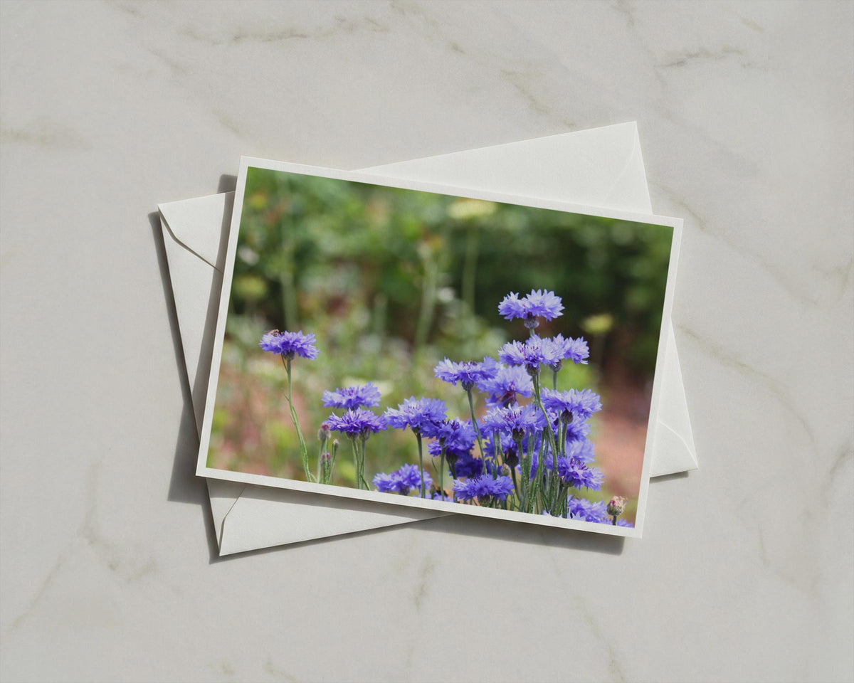 Cornflower Blue Wildflower Card, Botanical Garden Greeting Card, Floral Nature Card