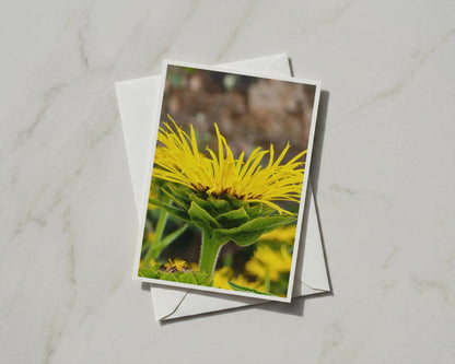 Yellow Wildflower Close Up Card, Botanical Nature Photography, Blank A6 Card