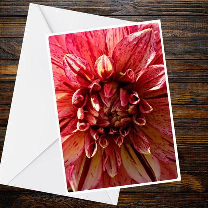 Dahlia Coral Peach Pink Striped Macro Greeting Card - Summer Flower Collection