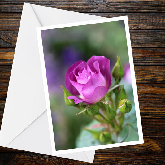 Purple rose greeting card — lavender rose photo, A6 blank inside | Summer Flower Collection