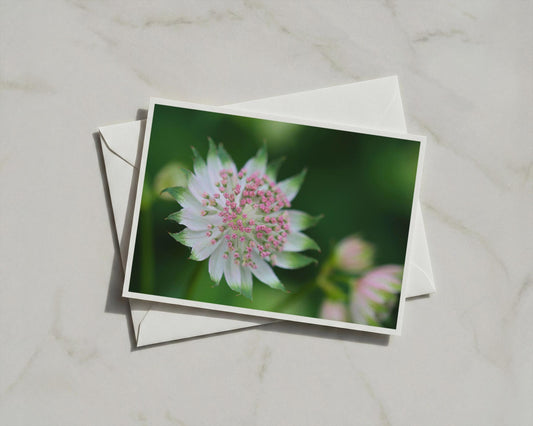 Astrantia Flower Card, Pink White Botanical, Garden Floral A6 Card with Envelope