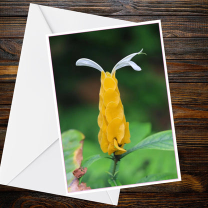Yellow Shrimp Plant A6 Card – Golden Pachystachys Tropical Flower Photo Greeting (105 x 148mm)