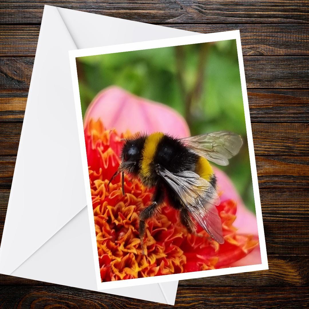 Bumblebee Dahlia Greeting Card, Bee Photography, Blank A6 Matte Nature Card