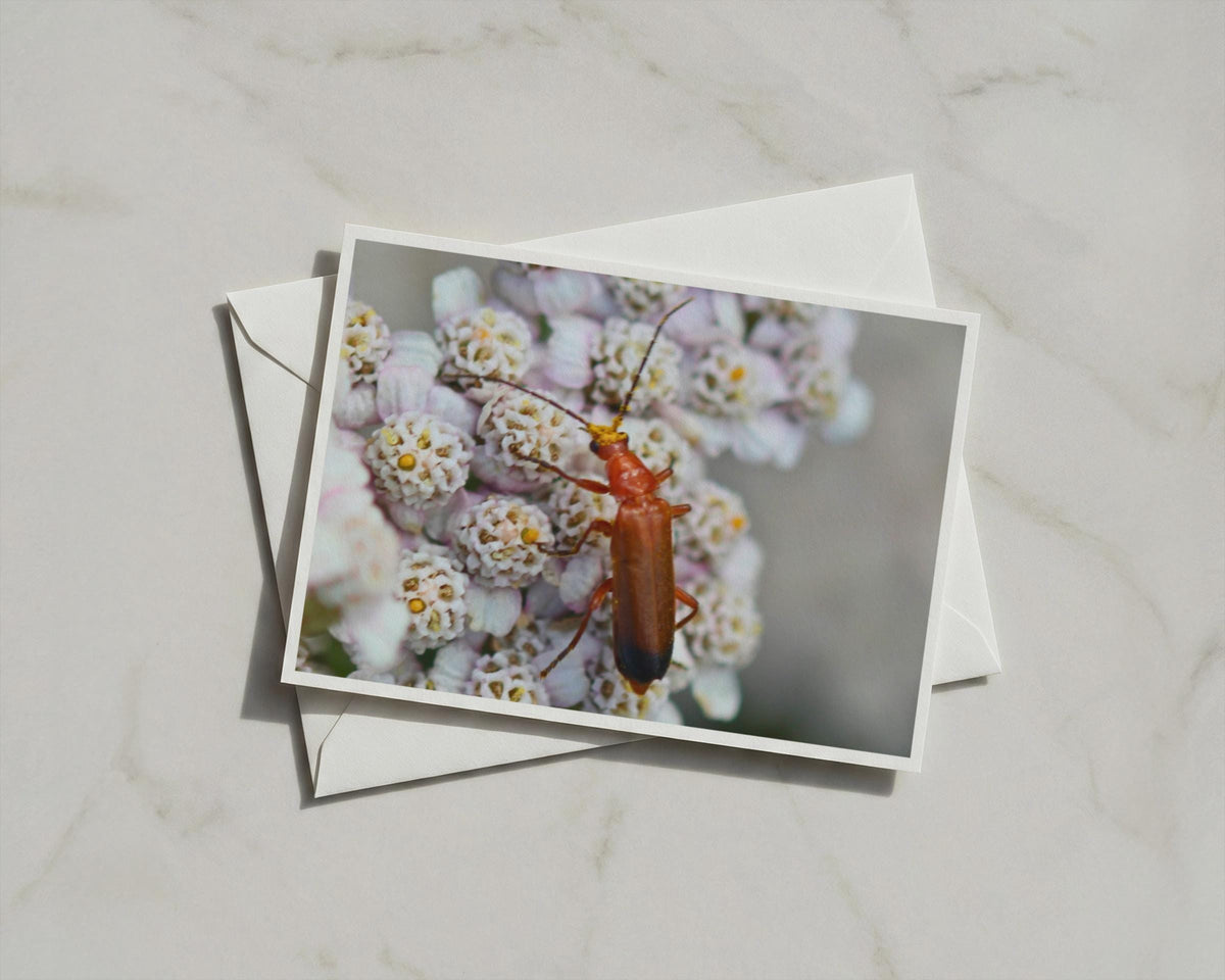 Red Soldier Beetle Card, Wildlife Insect Greeting Card, Nature Macro Photography, Blank Inside