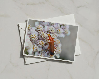 Red Soldier Beetle Card, Wildlife Insect Greeting Card, Nature Macro Photography, Blank Inside