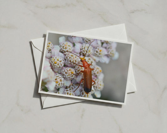 Red Soldier Beetle Card, Wildlife Insect Greeting Card, Nature Macro Photography, Blank Inside