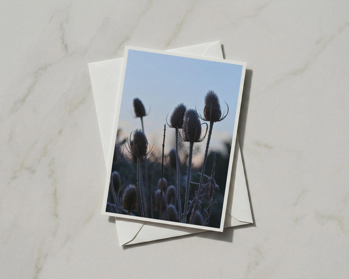 Teasel Seedhead Card, Winter Nature Photography, Moody Blue Dusk, Botanical Greeting Card