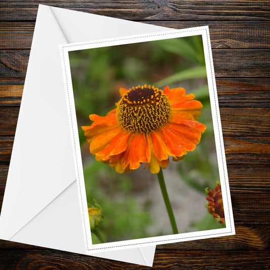Rudbeckia Golden Summer Card, Floral Greeting Card, Encouragement and Nature Gift, Garden Lover Gift, Botanical Art, Blank Inside, FSC Card
