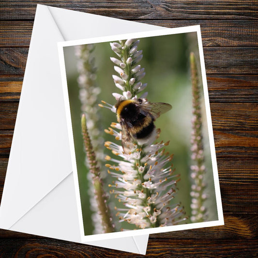 Bumblebee Nature Photography A6 Card, Floral Wildlife Blank Greeting