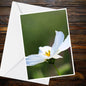 White Cosmos A6 Card – Nature Photography Floral Greeting Card, Blank Inside, Matt Finish