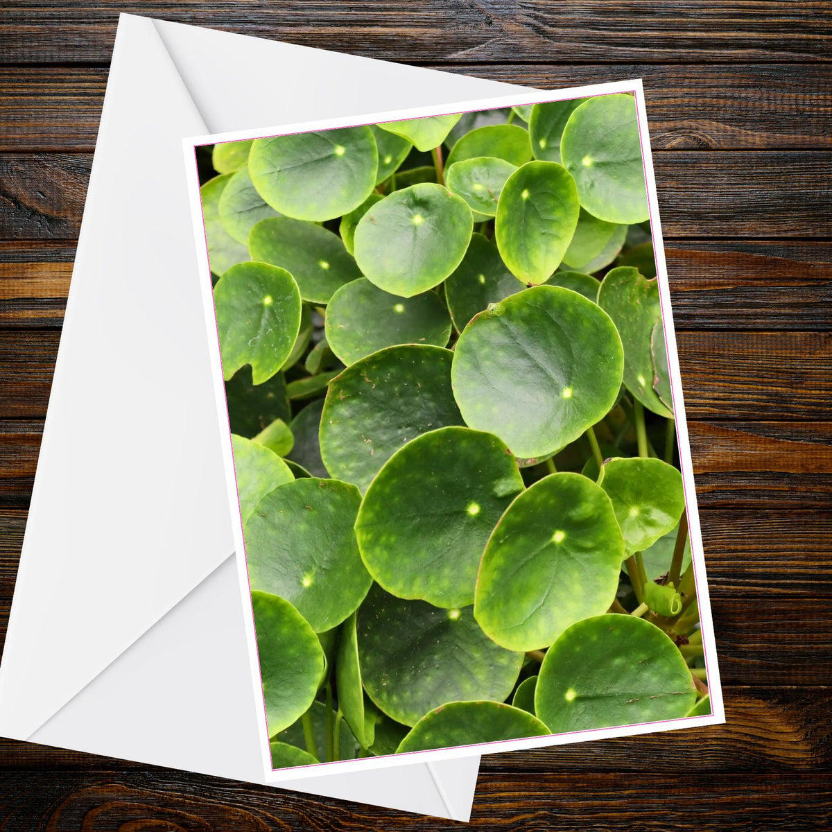 Chinese Money Plant A6 Card – Pilea Peperomioides Botanical Photo (Inspired by Eden Collection)