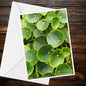 Chinese Money Plant A6 Card – Pilea Peperomioides Botanical Photo (Inspired by Eden Collection)
