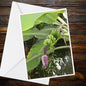 Banana Plant A6 Greetings Card - Green Bananas & Purple Blossom | Inspired by Eden Collection