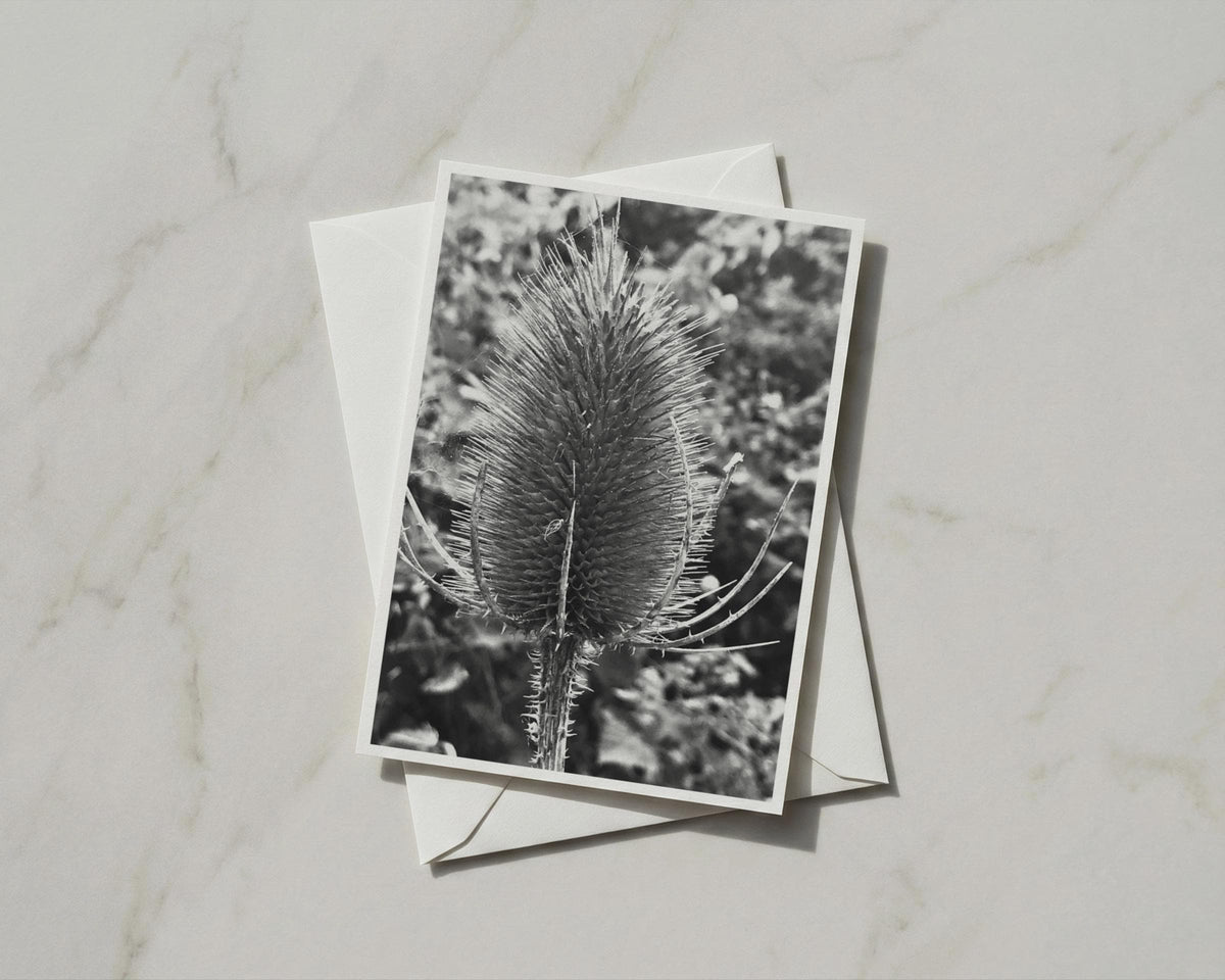 Teasel Seed Head Card, Black and White Botanical, Nature Photography, Wildflower