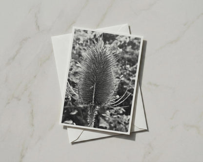 Teasel Seed Head Card, Black and White Botanical, Nature Photography, Wildflower