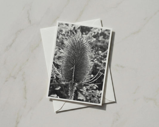 Teasel Seed Head Card, Black and White Botanical, Nature Photography, Wildflower