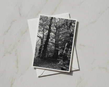 Black and White Forest Trees A6 Card, Woodland Nature Greeting Card, Monochrome Tree Photography