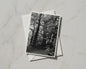 Black and White Forest Trees A6 Card, Woodland Nature Greeting Card, Monochrome Tree Photography