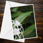 Spider Lily A6 Greetings Card | Inspired by Eden Collection - White Hymenocallis Photo