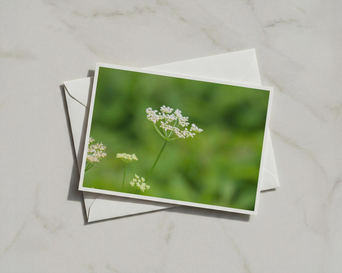 Wild Cow Parsley Card, White Botanical Greeting Card, Green Meadow Flower, Nature Photography Card