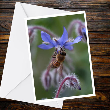 Honey Bee Borage Flower Greeting Card, Macro Wildlife Photography, Blank Nature Card