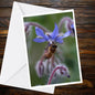 Honey Bee Borage Flower Greeting Card, Macro Wildlife Photography, Blank Nature Card