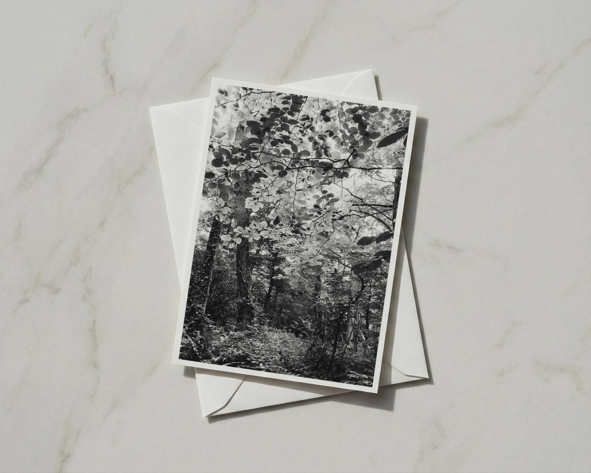 Black and White Forest Card, Woodland Trees Greeting Card, Nature Photography, A6