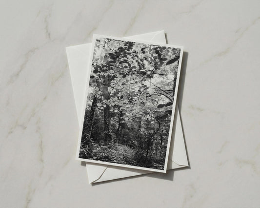 Black and White Forest Card, Woodland Trees Greeting Card, Nature Photography, A6