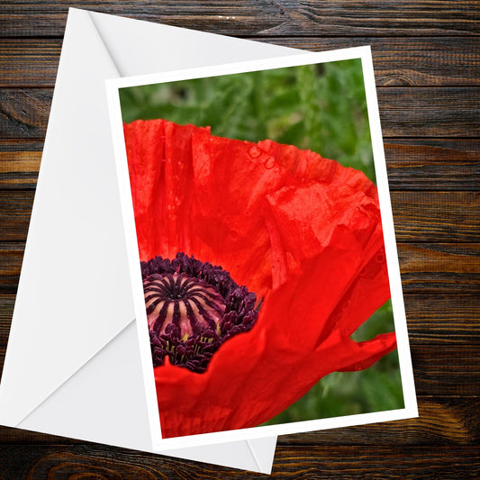 Red Poppy Greeting Card - Close-up Nature Photo, A6 Floral Card (Summer Flower Collection)