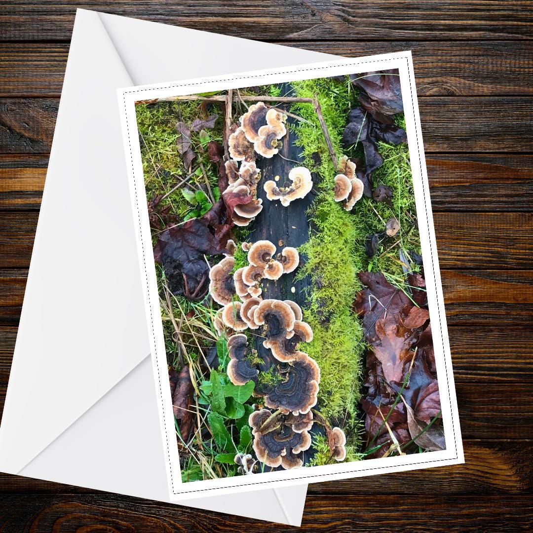 Turkey Tail Fungi Greeting Card, Nature Mushroom Botanical Woodland Forest Card, Handmade All Occasion Eco-Friendly Gift
